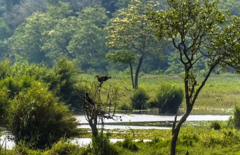 Manas National Park Assam Tour 3