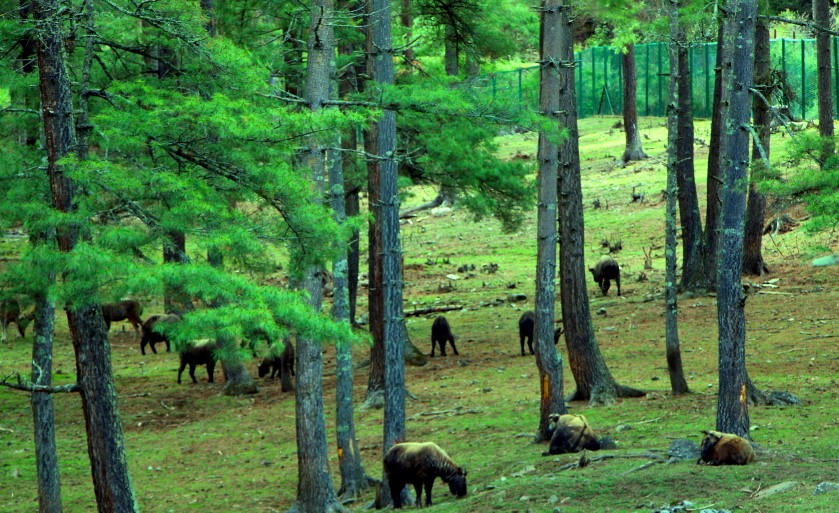 Takin Preserve Reserve Park Bhutan Pic 6