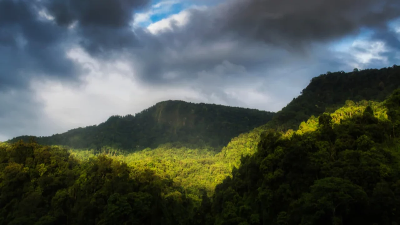 silchar-photos-6-forests-silchar-1